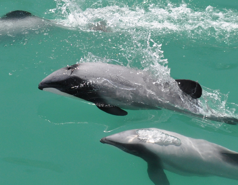 See & Do > Dolphins