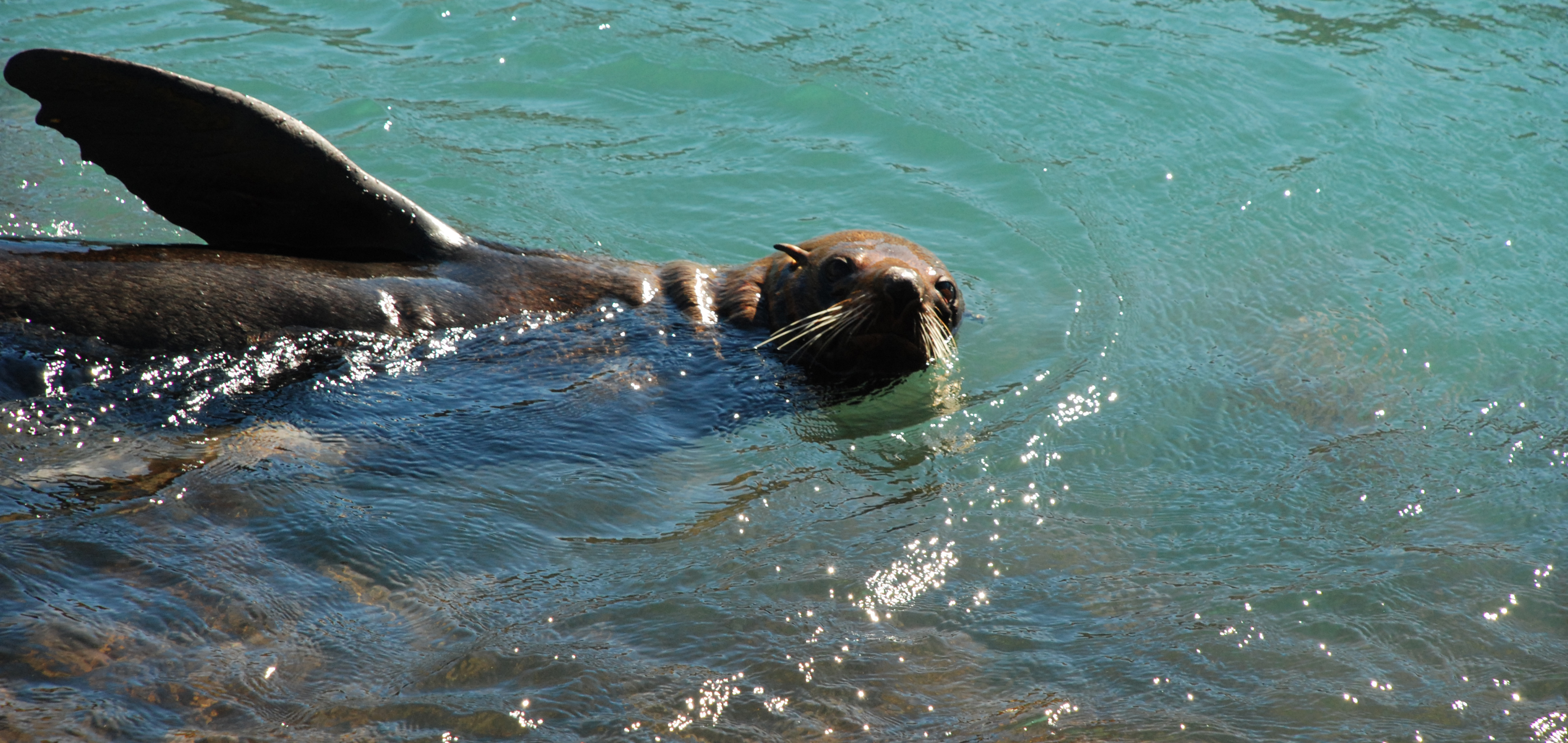 See & Do > Wildlife